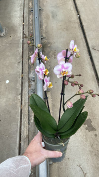 Phal 2-tak Levo Multi White Special 12/45