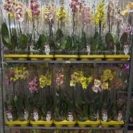 Phal 1 Phalaenova Yellow-Oranje Mix 12/70 - зображення_viber_2025-04-23_13-13-55-542