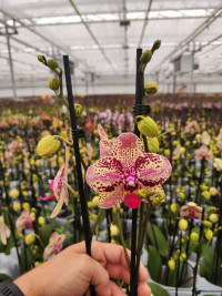 Phal 2-tak Huricanne Mix Decorum 12/50