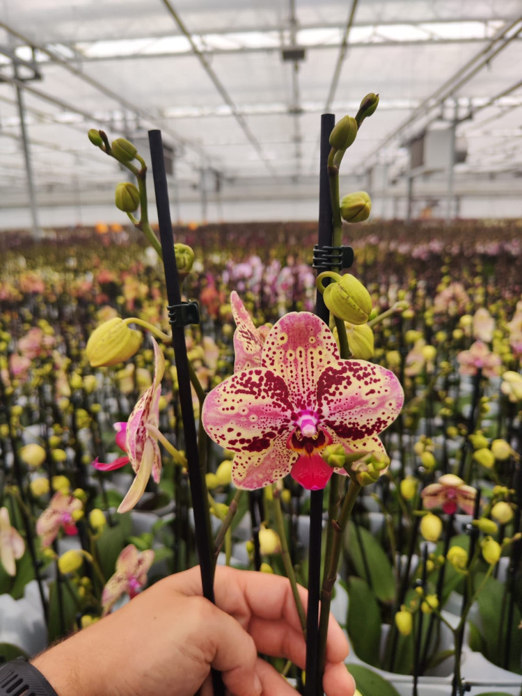 Phal 2-tak Huricanne Mix Decorum 12/50