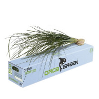 Beargrass Orca