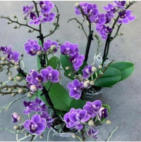 Phal Violet Multi A2 Piko 12/50