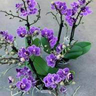 Phal Violet Multi A2 Piko 12/50 - IMG-74c95b420565c14997c1b3d0a792ed52-V