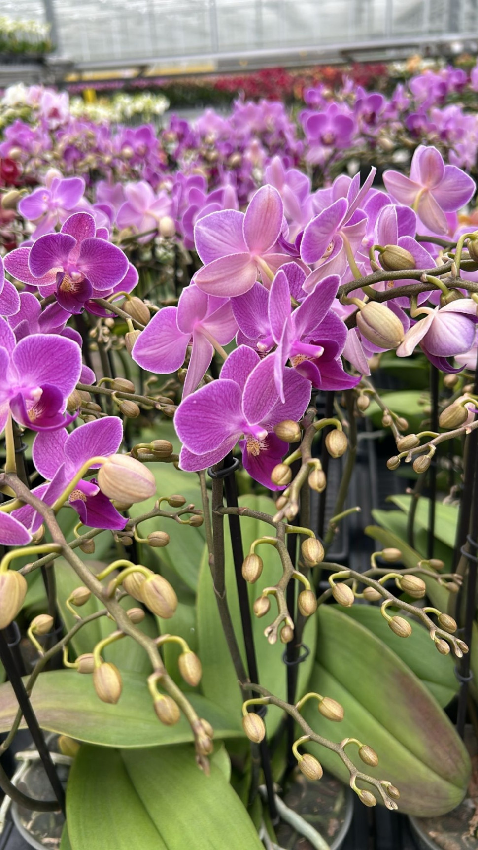 Phal Violet Multi A2 Piko 12/50