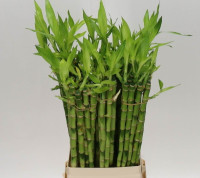 Dracaena Lucky Bamboo 80 см