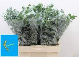 Eucalipt Cinerea Per Bos 90sm 475g