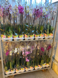 Phal 2-tak Levo Promiss Mix 12/75