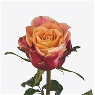 Rose 3D 70 sm X 10