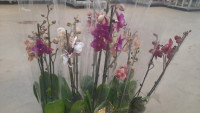Phal Mutant Nicole Uniquole 12/55