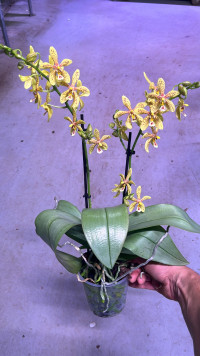 Phal 3-tak Yellow-Oranje Authentic Mix 12/70