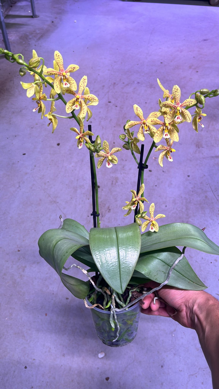 Phal 3-tak Yellow-Oranje Authentic Mix 12/70