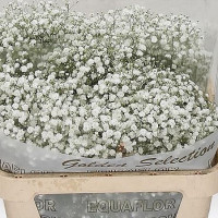 Gypsophila Xlence 80cm
