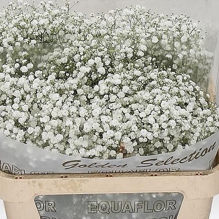 Gypsophila Xlence 80cm