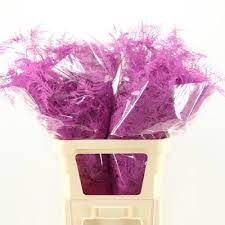 Asparagus Cerise 40 sm X 50