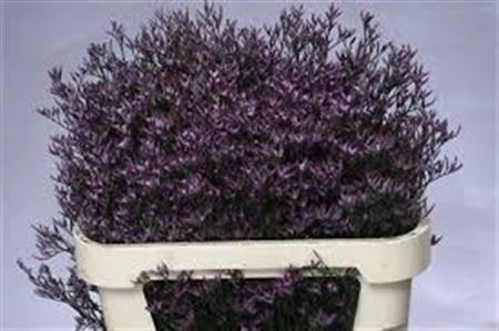 Lim Piuma Dark Blue