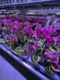 Phal 2-tak Magic Leaf 12/50