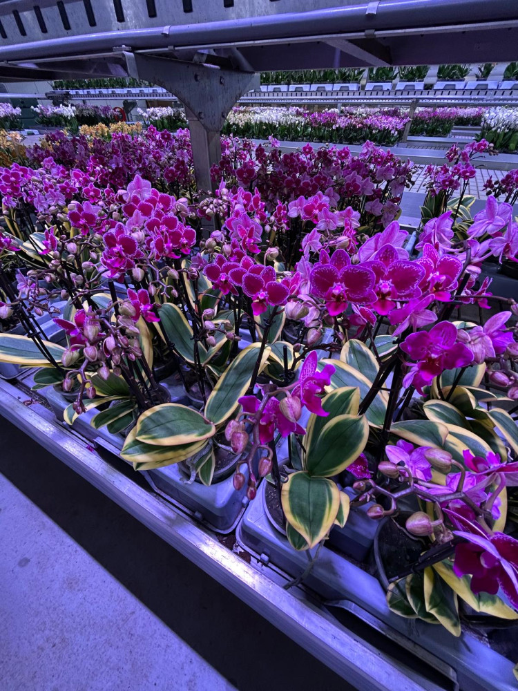 Phal 2-tak Magic Leaf 12/50