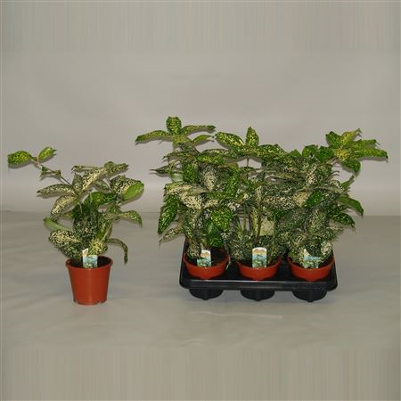 Dracaena Godseffiana (decorum)