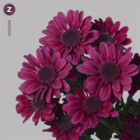 Chr T Stresa Purple X5