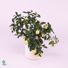 Citrofortunella Lemon Stam 18/65