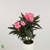 Nerium Oleander