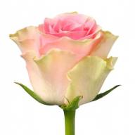 Rose Top Gear 30 sm - e4cf68dfc3a0b53022c7ce1d11b59499--top-gear-table-flowers