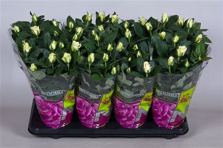 Rosa Patio Honora (grower)