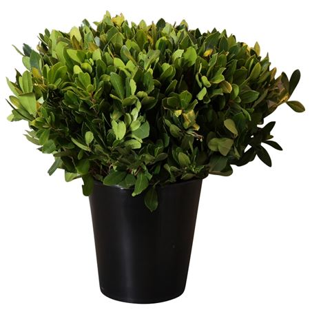 Arbutus Vertakt