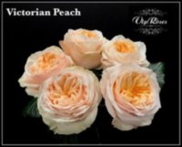 Rose Victoria Peach 60 sm