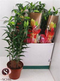 Lilium Or Star Gazer 19/70