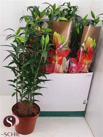 Lilium Or Star Gazer 19/70
