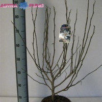 Magnolia OV 19/55