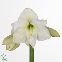 Hippeastrum S Mont Blanc Holland