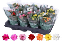 Kalanchoe Mix Rosalina 12/27