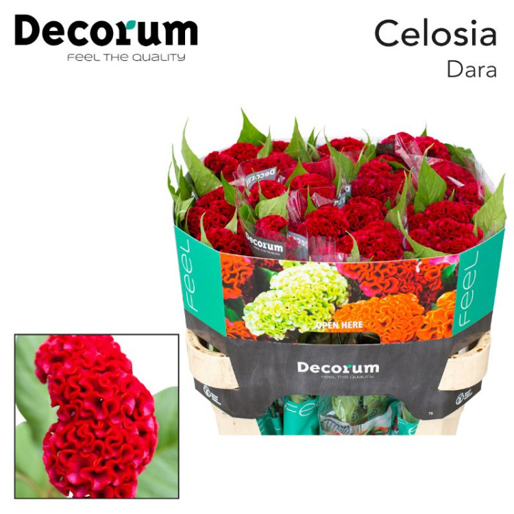 Celosia MIX