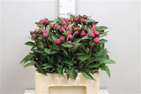 Paeonia Sara Bernhardt 60cm X10 (-)