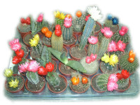 Cactus MIX Showdoos 06/10 (1010)