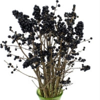 Ligustrum Black Berry Holland X30