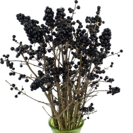 Ligustrum Black Berry Holland X30