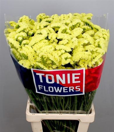 Limonium Diamond Mix X25