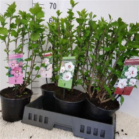 Hibiscus Syriacus 23/90
