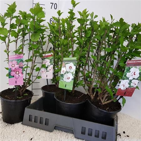Hibiscus Syriacus 23/90