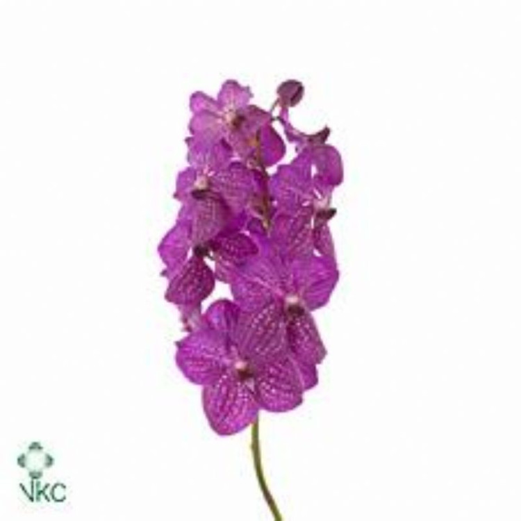 Vanda Z Kan Mag Pink