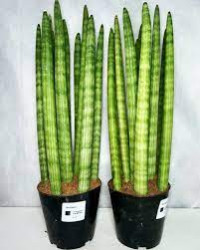 Sansevieria Cylinder Ov Ceramic 510/45