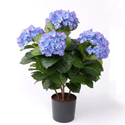 Hydr Early Blue 6+ 13/40