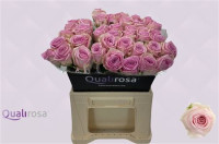 Rose Hera 40 sm