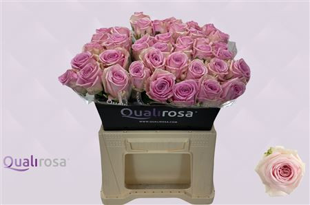 Rose Hera 40 sm