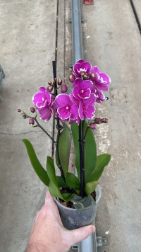 Phal 2-tak Levo Multi White Paars 12/45