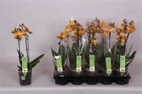 Phal 2-tak Las Vegas Opti-flor 12/50