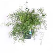 Asparagus Setaceus Підвісний 19/55